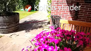 a Kolibri butterfly in slowmotion