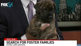 FOSTER FAMILIES NEEDED!