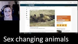 NSFW Science: Hyena Birth