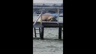 Henry the seal returns, ruins Australian dog owner's plan for a walk