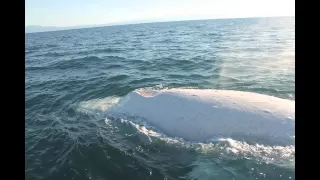 Migaloo the White Whale Encounter