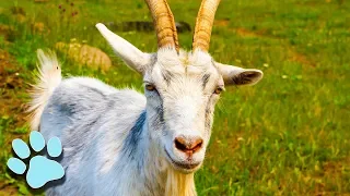 The Funniest Goats of All Time! | Funny Animal Compilation