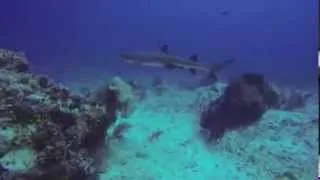 Diving in Komodo National Park