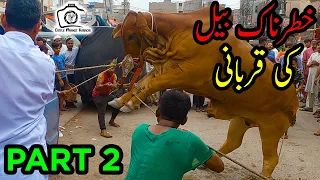 Khatarnak Bull Ki Qurbani Part 2 | HEAVY Bull Qurbani | Bakra Eid 2021 | Eid ul Adha 2021