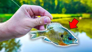 Fishing w/ BIG Live Bait (Food Chain Fishing Challenge)