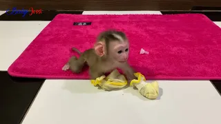 Baby monkey JOSSI so hungry calling mommy making milk for drinking at home