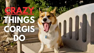Crazy Things That Corgis Do - What's It Like to Own a Corgi
