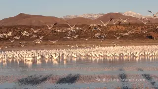 Snow Geese Flyout - Bosque del Apache National Wildlife Refuge