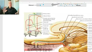 Anatomy of head and neck module in Arabic 77 (Introduction to cranial nerves) , by Dr. Wahdan