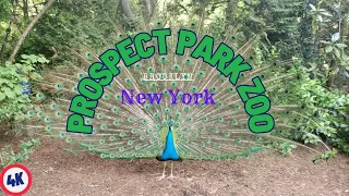 Prospect Park Zoo Brooklyn New York Zoo Complete Tour 4K Video #zoo #nyc #NewYork #bronxzoo