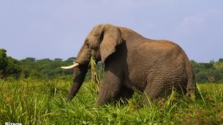 Nile River Cruise in Murchison Falls, Uganda