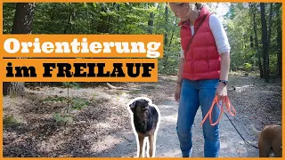 Hund ignoriert mich beim Spaziergang I Tipps für eine bessere Orientierung des Hundes im Freilauf