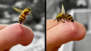 Bee Stings Human and then Apologizes