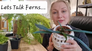 Let's talk ferns 🌿