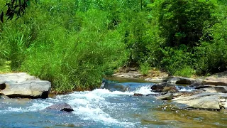 The sound of birds singing mixed with the sound of flowing streams.Very peaceful