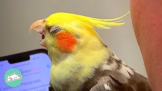 Cockatiel With Clipped Wings Was Shy Until His Feathers Grew Back | Cuddle Buddies