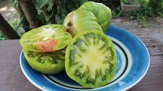 Harvard Square Tomato.  High Producing Bi-Color Tomato. Beautiful, Delicious!