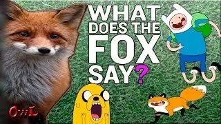 What does the fox say? - (что говорит лиса?) funny
