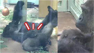 Child gorilla Kintaro napping with Dad & Mom.【Momotaro family