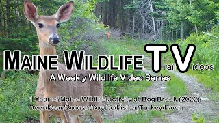 Maine Trail Cam / 1 Yr. of Wildlife activity at Bog Brook (2022) / Deer/Bear/Bobcat/Coyote/Fisher