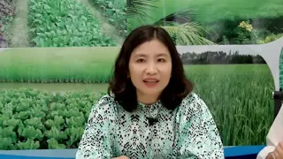 VIDEO HẠN CHẾ ĐỔ NGÃ TRONG CANH TÁC LÚA HÈ THU