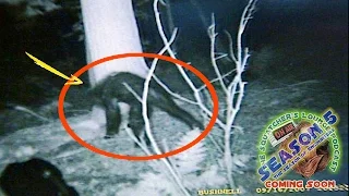 Bigfoot destroys camp in front of 3 eye witnesses in PA - 2016 BCS