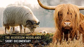 The Hilversum Moorlands - Mini documentary (shot with Sony A7s III + Tamron 35-150mm f/2.0-2.8)