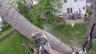 First Day At Mathias (Cottonwood Removal)