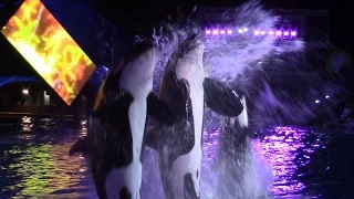 Shamu's Celebration: Light Up the Night at SeaWorld San Diego 9-3-16