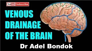 Venous Drainage of the Brain, Dr Adel Bondok