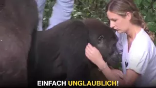 2 Gorillas und ein Wiedersehn nach 12 Jahren in freier Wildbahn