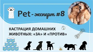 Кастрация домашних животных: "за" и "против"