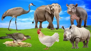 Cute Little Farm Animal Sounds: Pigeon, Hen, Rhino Hippo, Cranes, Elephant - Wild Animal Sounds