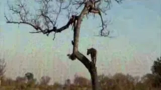 Male Leopard Falls Out of Tree - Londolozi