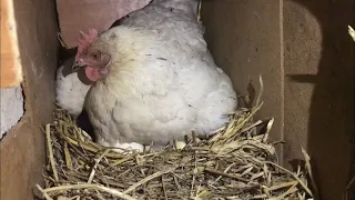 Курица на Гусиных яйцах / Эксперимент проходит удачно / Гусята из под квочки