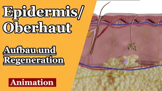 Oberhaut/Epidermis - Regeneration und Aufbau