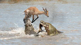Crocodile Attacks Both Gazelle And Impala In The Wild