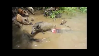 Alligator eats pig