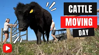 Cattle Moving Day + Mushroom Picking! | Midwest Homesteading