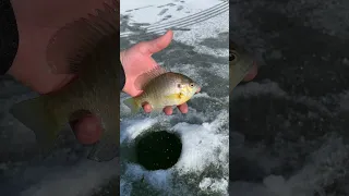 Ice Fishing #shorts