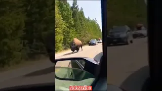 Huge Bison attacks cars on road #shorts