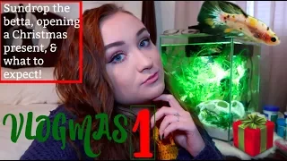 VLOGMAS DAY 1: SUNDROP THE BETTA FISH, OPENING A PRESENT, AND MORE! | ItsAnnaLouise