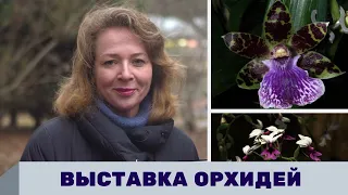 Выставка орхидей; драгоценные орхидеи; редкие орхидеи в Ботаническом саду СПб