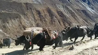 Manaslu Gorkha Nubri people going to Tibet yak caravan Jiglophotography #vissitnepal2020