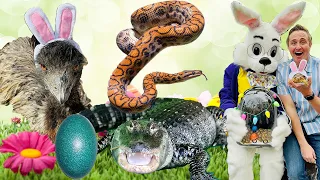 What Do The Animals Do On Easter? 🤔 🐣🐰