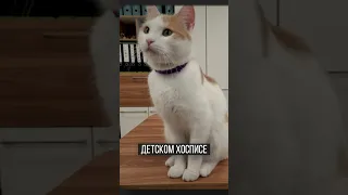 😮 Кот заботится о детях ❤️ 😿