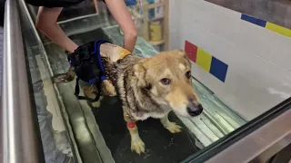 LifeStream Собака Инвалид Учится ходить на тренажере  в воде