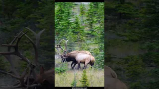 Huge Elk Bulls get Locked Antlers During a Rut Fight