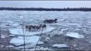 Caribou on ice in YUKON (remix)