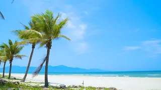 Beautiful Palm Trees Gently Blowing In The Wind With Distant Ocean Wave Sounds - Perfectly Relaxing